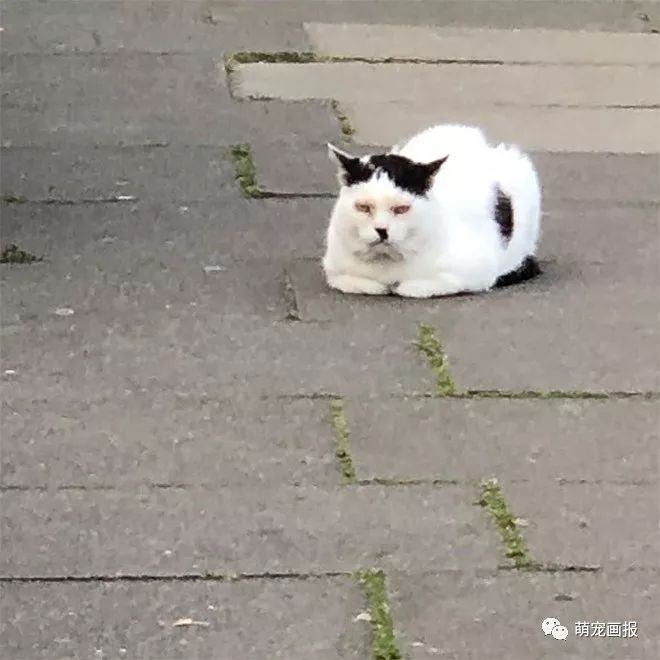 你家有没有这样一只带着小胡子的奶牛猫？