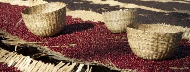 耶加雪菲咖啡为什么叫耶加雪菲,正宗的耶加雪菲