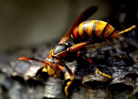 警惕这种虫子有人被咬后差点没命,危险的五种毒虫