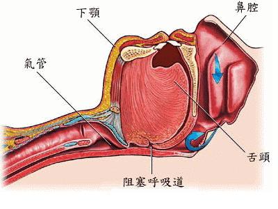 这个乳胶枕太强了！止鼾、防螨虫，全家适用的睡眠伴侣