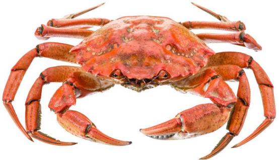 春季怎么挑螃蟹好吃,爱吃螃蟹的你要知道这些