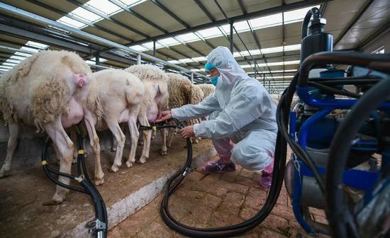 金昌引进新西兰绵羊为畜牧业发展谋“洋财”