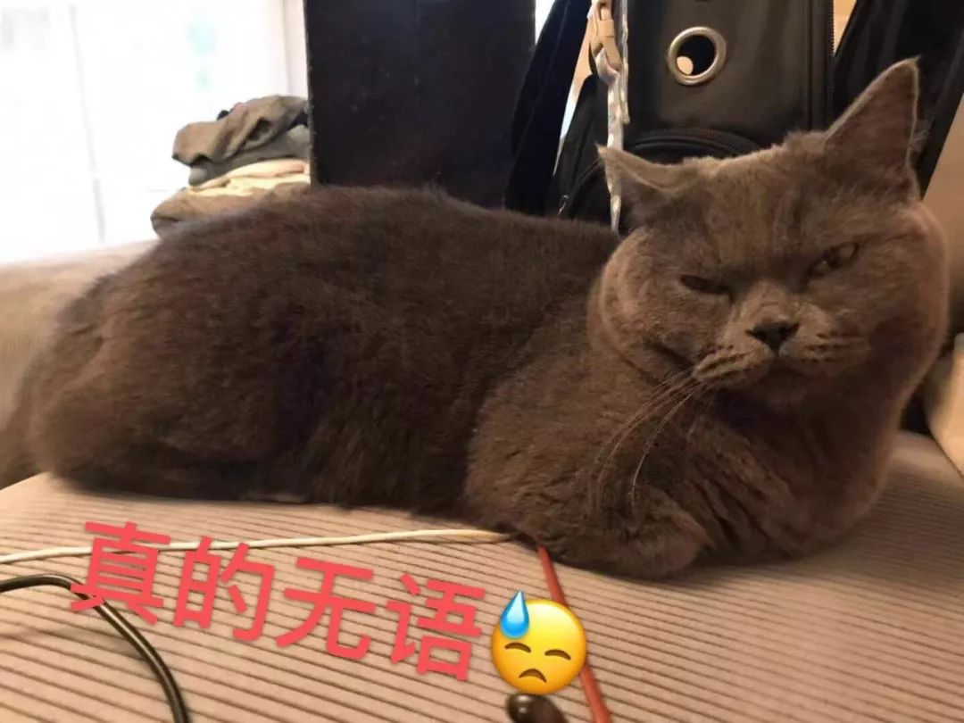 不需要排队就可以进costco,上海不用排队的汤包店