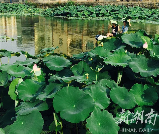 嘉禾县农村丰收节,2022嘉禾农民丰收节暨旅发大会