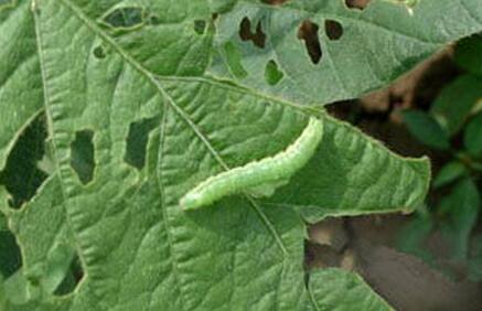 治菜青虫小土方，不用农药，也能省时省力去虫害