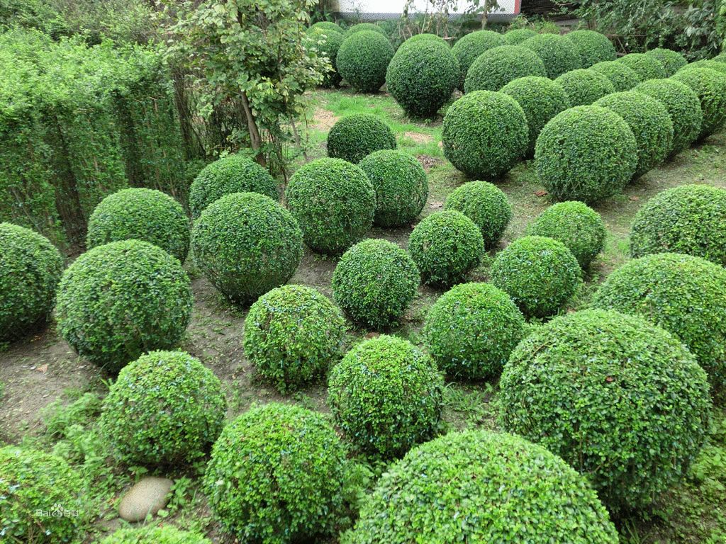 最适合做造型苗的10大树种