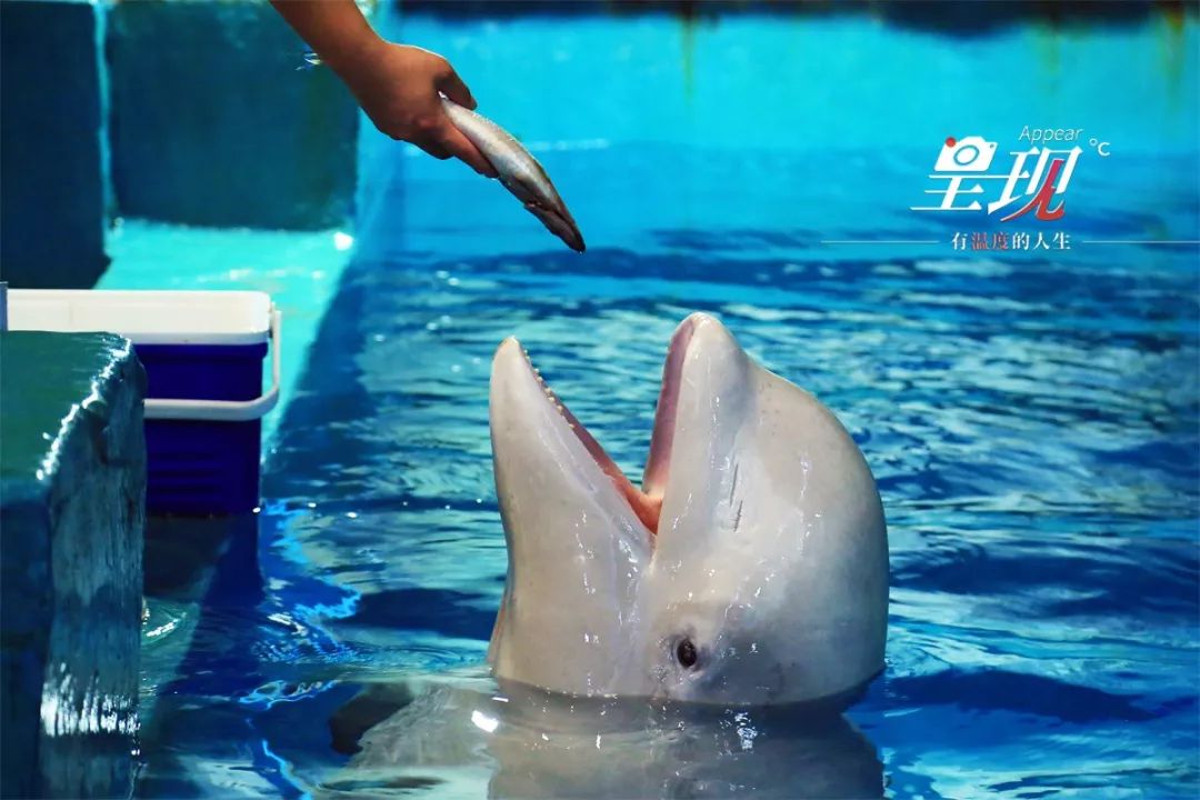 呈现|从海军战士到“海豚恋人”,人鱼相眷,恰似你的温柔……