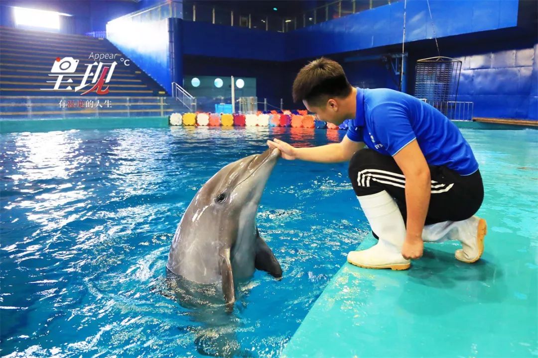 呈现|从海军战士到“海豚恋人”,人鱼相眷,恰似你的温柔……