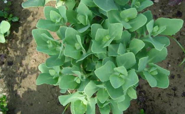 止痒草植物,防蚊虫神草