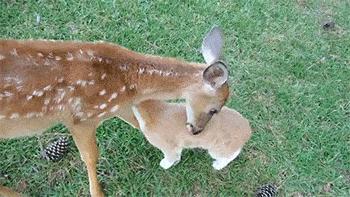 鹿角没有脱落之前有什么反应呢,鹿角自然脱落有血要处理吗