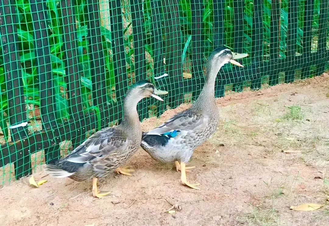 三亚3天2晚亚特兰蒂斯,三亚5天4晚亚特兰蒂斯酒店双人游