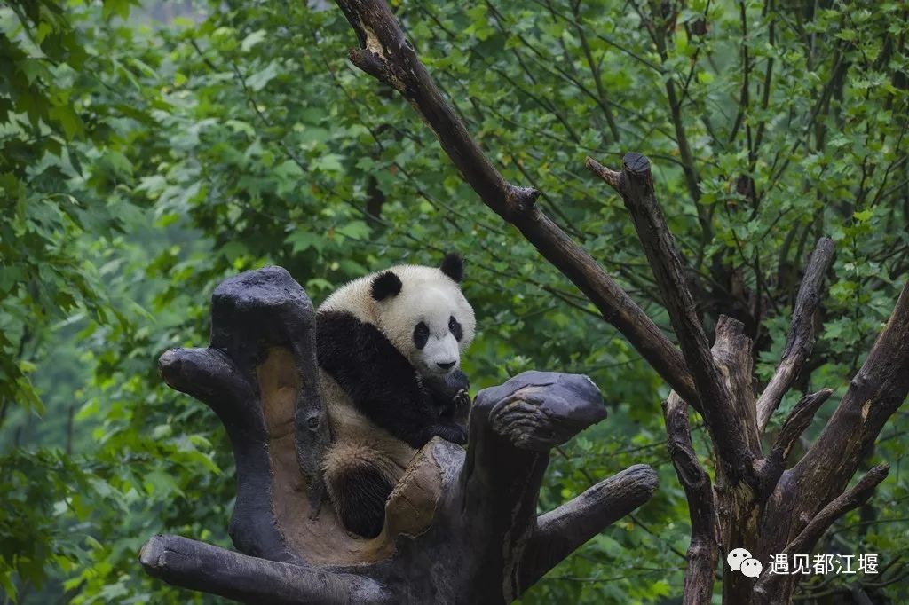 新中国成立70周年|都江堰那些年的那些事儿（2010-2019年）