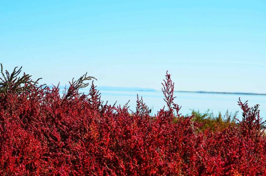 达里湖红海滩在哪里,达里湖冬捕