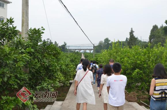 柑橘标本,柑橘博物馆项目