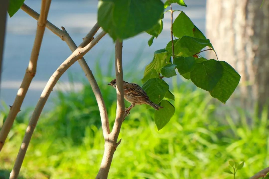 白露时节秋意浓金风玉露喜相逢,金风玉露七夕相遇