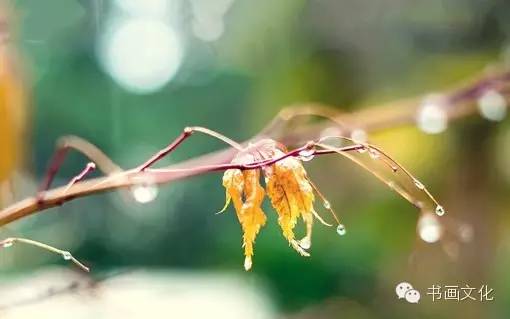 白露塘杀猪粉做法,白鹭杰哥