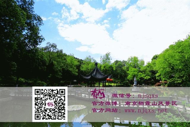 栖霞山植物百科视频,栖霞山上的植物