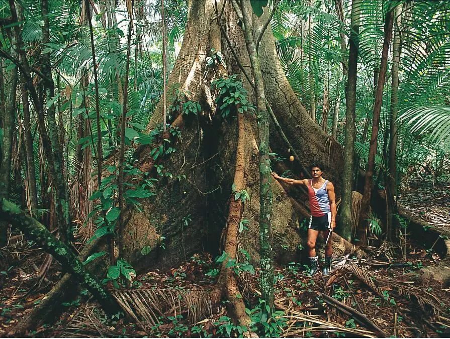 识别树木的最快方法,真假树木鉴别方法
