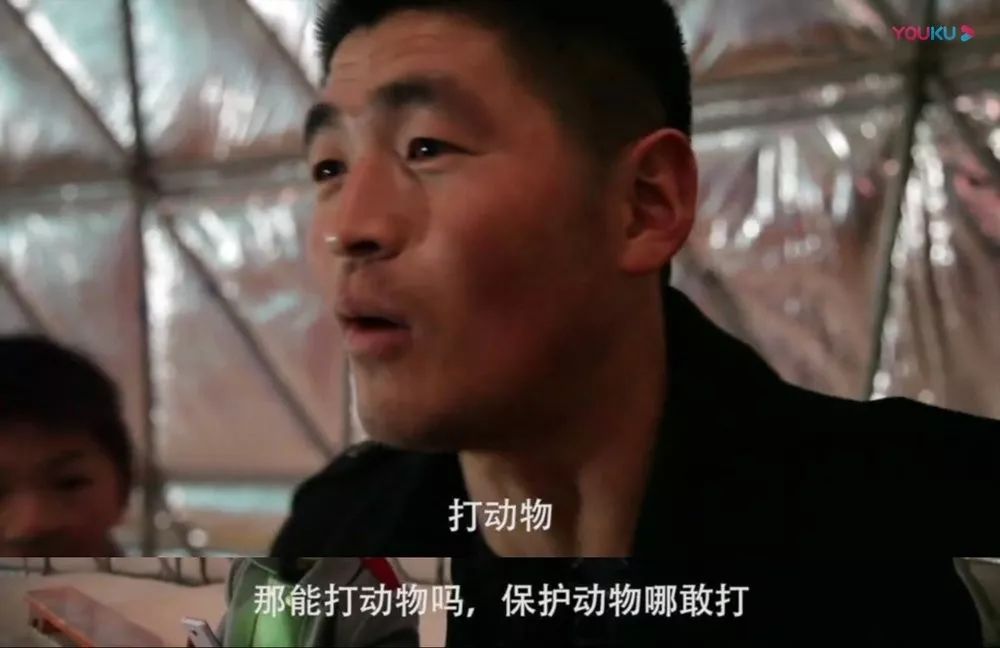 马戏团老虎逃脱后死亡,马戏团老虎脱逃最新结果