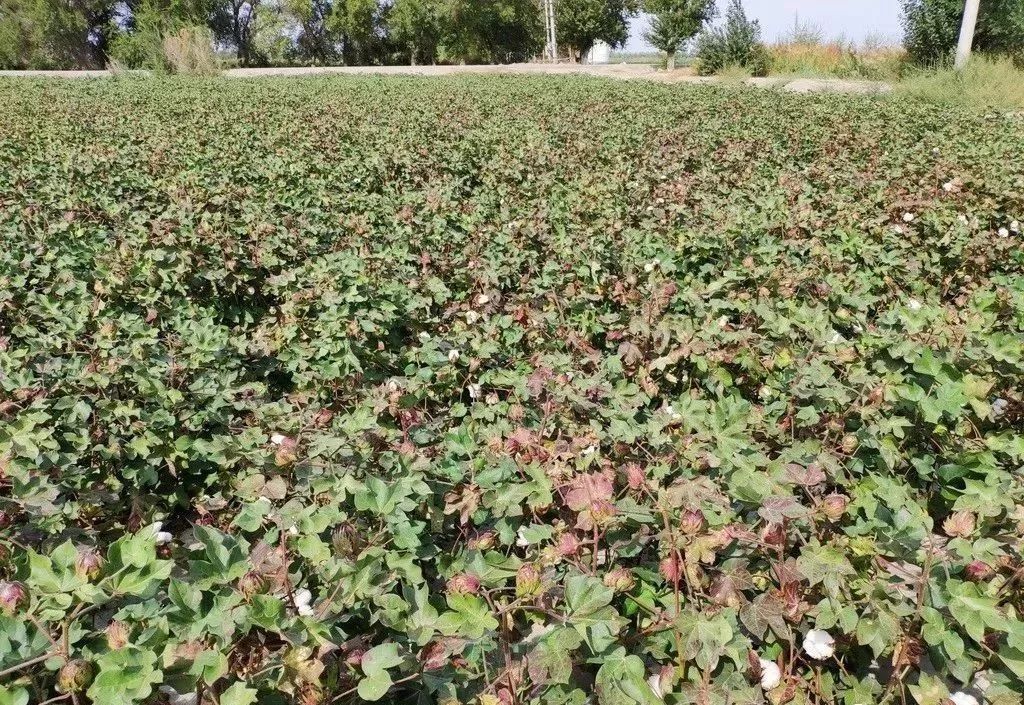 硫酸钾和氯化钾都是钾肥,有啥差别?用法大不同,一定分清