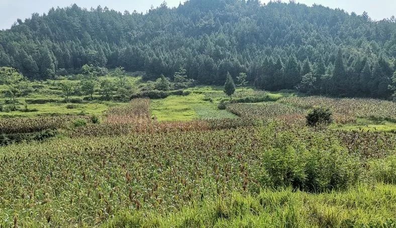 【攻坚动态】今年，田生社区这项产业实现产值近10万元