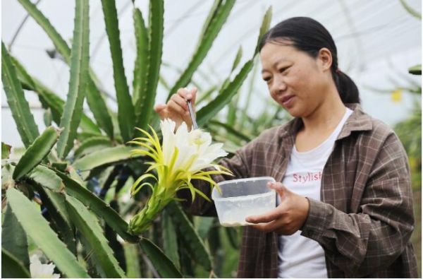 沭阳农旅融合助力乡村振兴,发展乡村旅游促进乡村振兴的建议