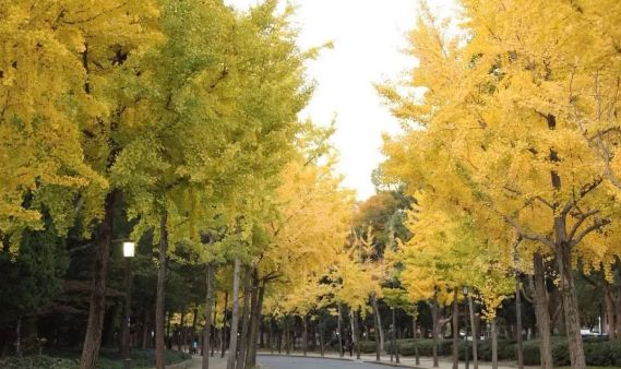 日本银杏叶保存,2019日本赏银杏