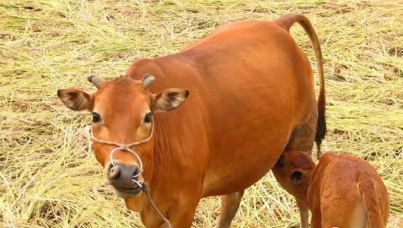 养牛防疫技术,养牛场防疫条件有哪些规定