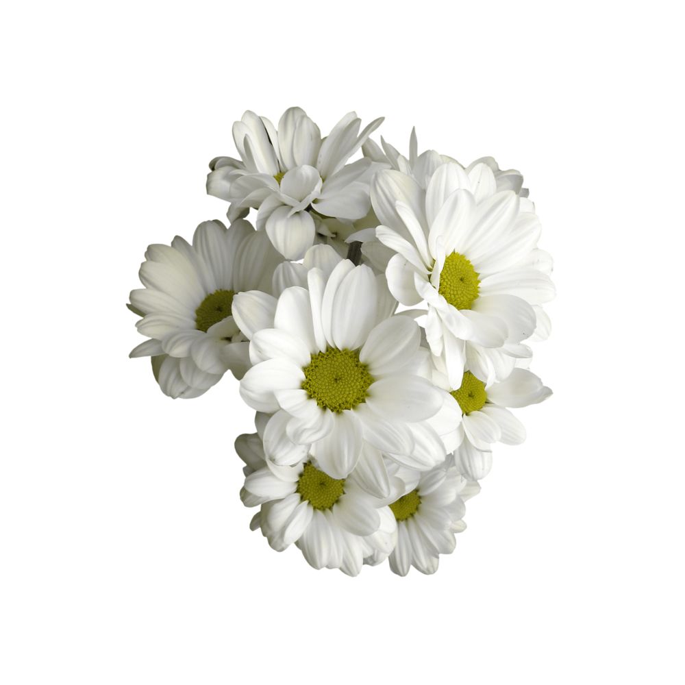 好物推荐之护手霜,全新德国小甘菊护手霜经典款75ml