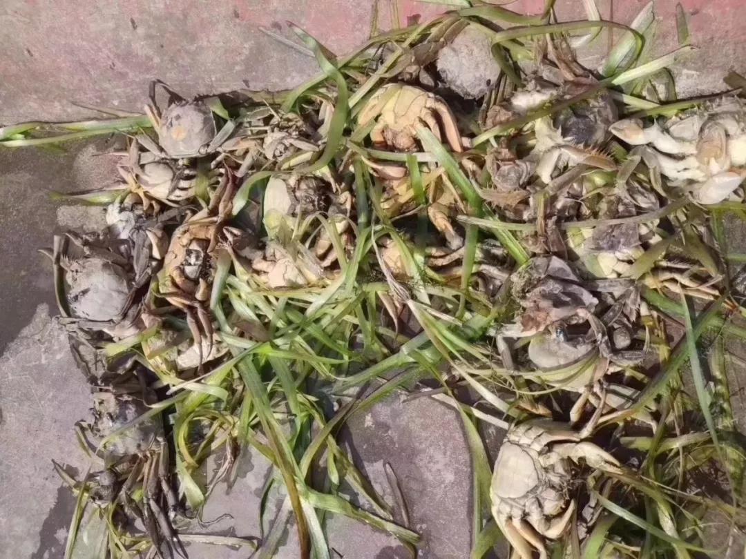 河蟹死了如何保鲜,河蟹养殖倒藻怎么办呢