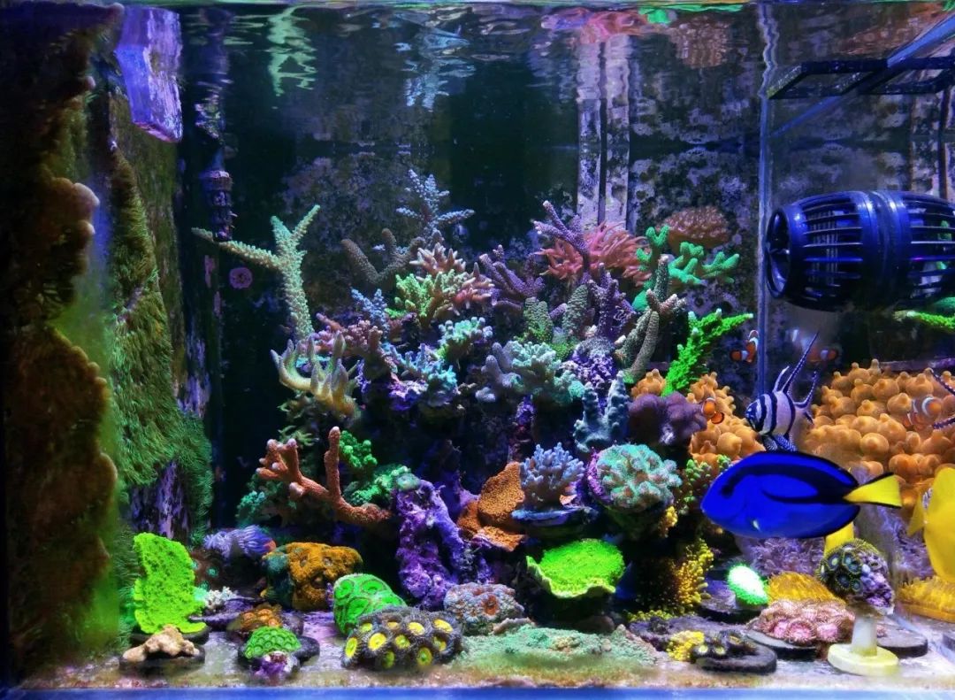 40小缸全套,40的方缸用多大的过滤桶