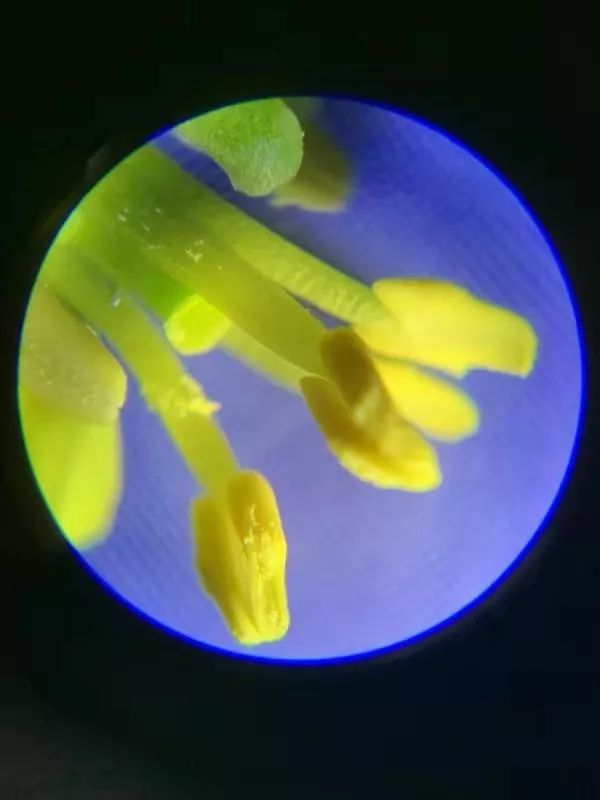 可以放大60倍的微小显微镜,显微镜最大可以放大5000倍