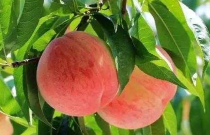 最伤舌头的四种食物,为什么一吃甘蔗舌头就烂