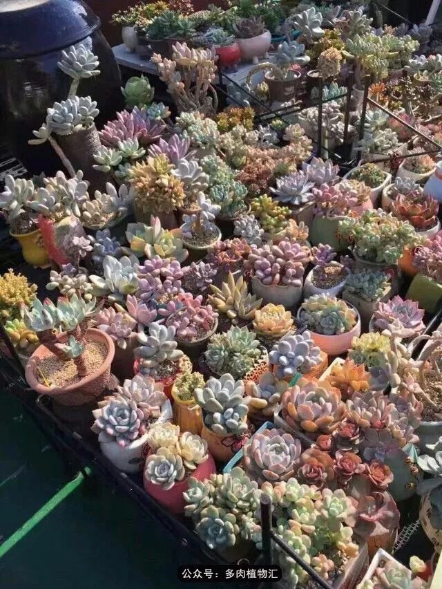 阳台如何让它变得很漂亮,怎么让阳台能种更多花