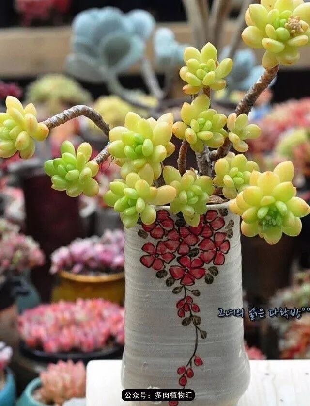 阳台如何让它变得很漂亮,怎么让阳台能种更多花