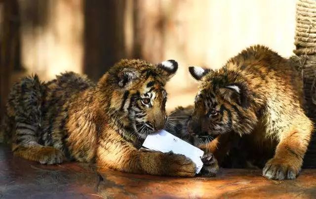 畅玩云南,畅玩永鸿动物园