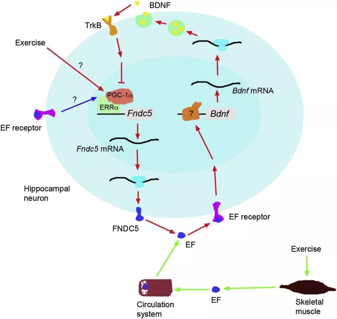 运动能力天生的还是从小锻炼的,人的运动能力从几岁开始