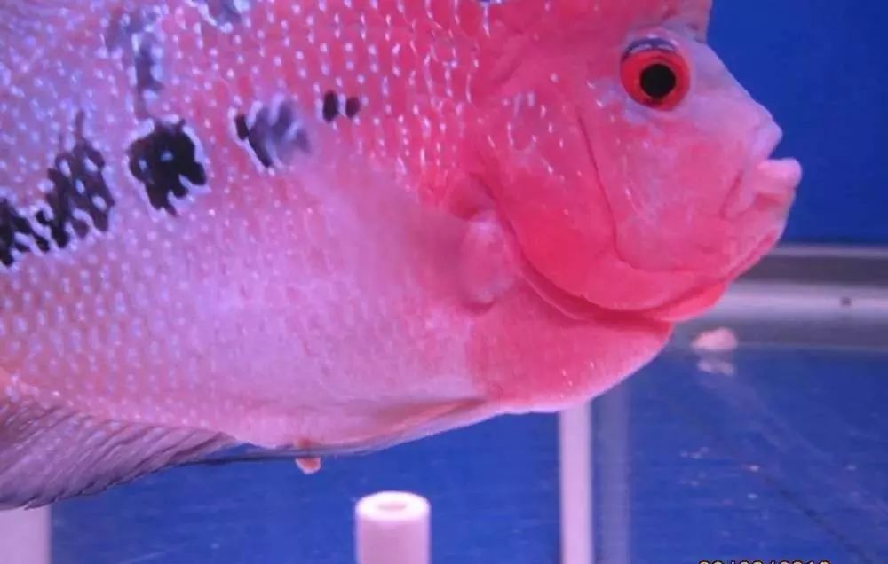 慢性肠炎用中医还是西医治疗好,肠炎食疗最简单方法