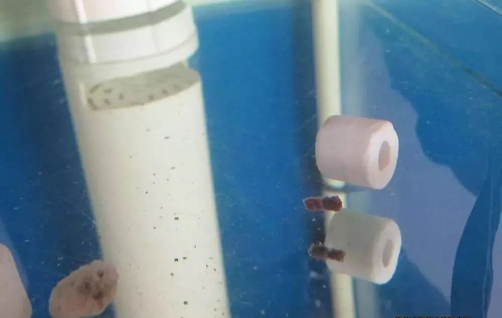 梭菌性肠炎的症状用什么药治疗,慢性肠炎怎么治疗好能彻底去根