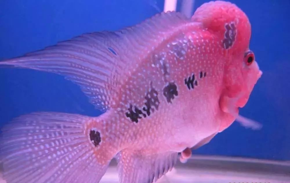 慢性肠炎用中医还是西医治疗好,肠炎食疗最简单方法