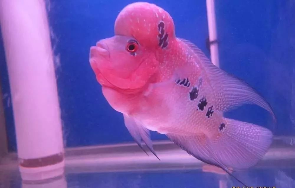 溃疡性肠炎有哪些症状如何治疗,猫胃肠炎的症状判断及治疗方法