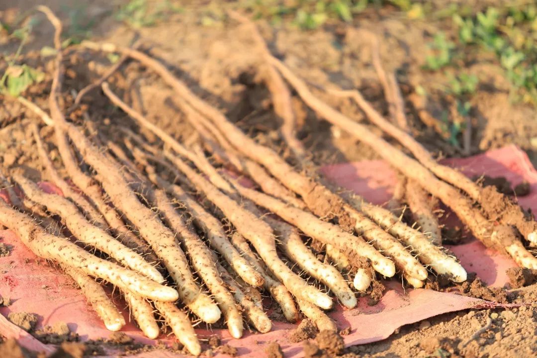 闪购|秋季滋补哪家强？当令食材之铁棍山药、板栗南瓜可以有