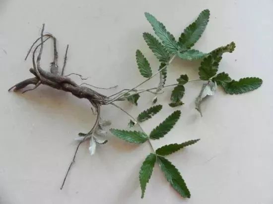 低头族的福音10分钟缓解颈椎,一分钟学会肩颈按摩拯救低头族