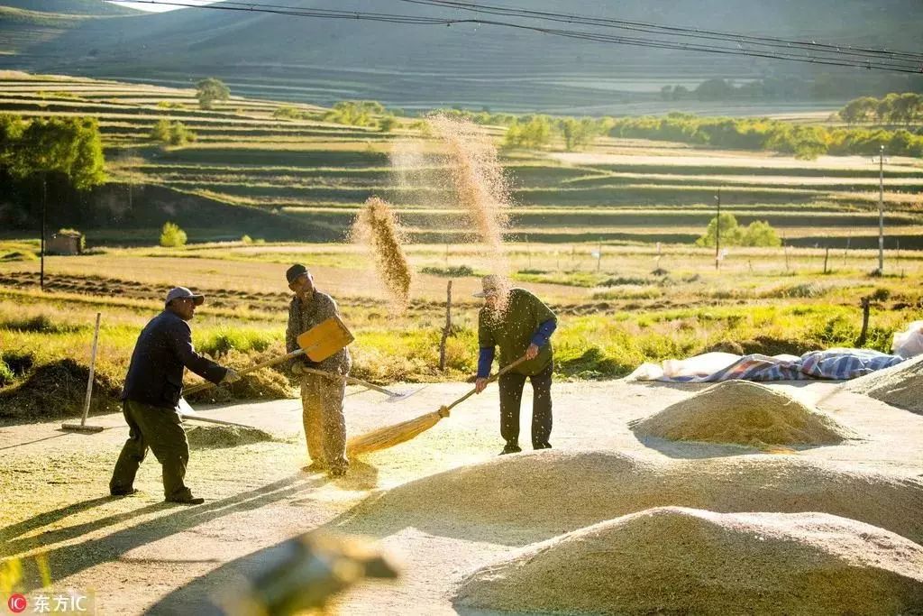 秋分节气是中国的农民丰收节,中国农民丰收节秋分2022年