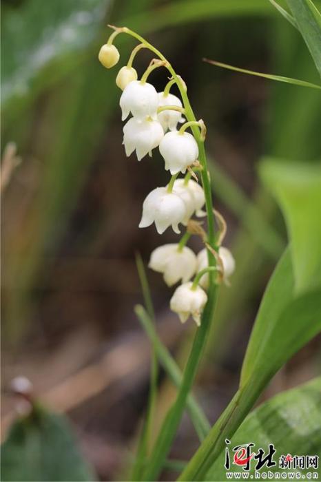 大河之北森林图片,大河之北原唱完整版