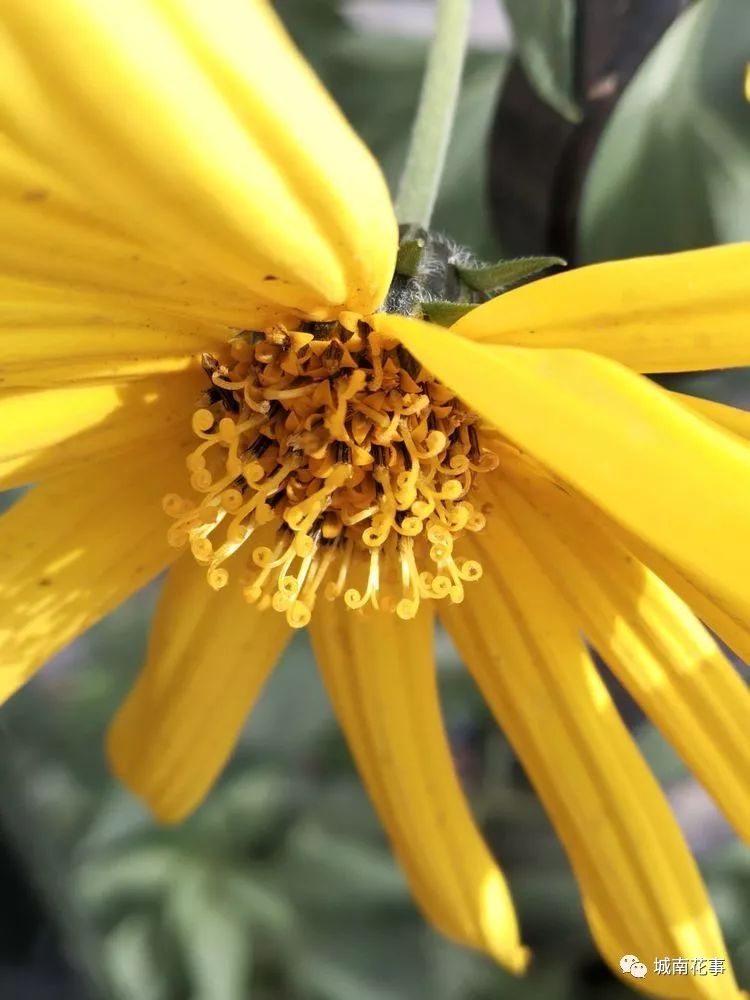 洋姜丨留住童年的味道