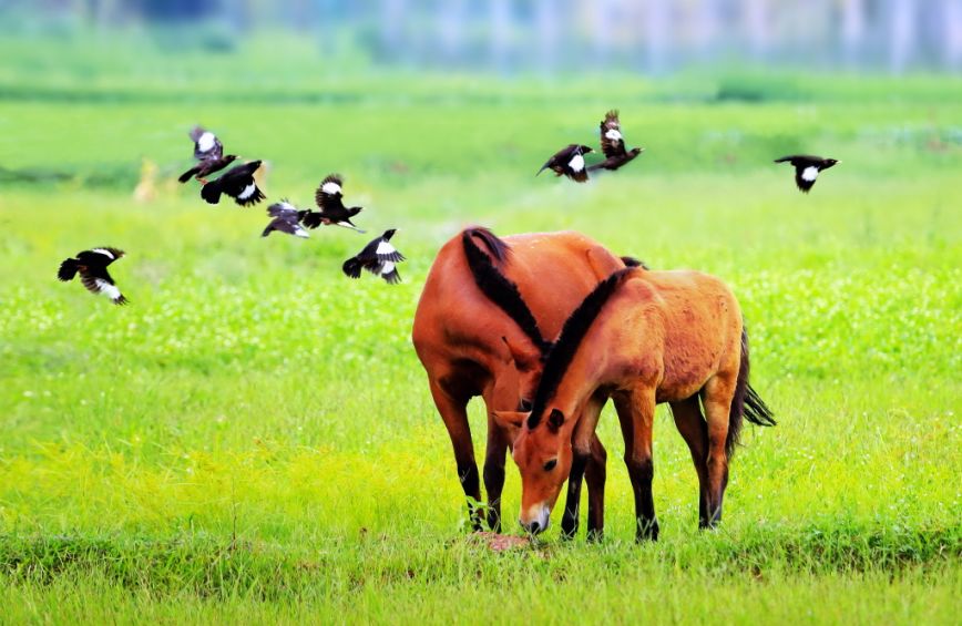 中国梦70周年绘画图片,70周年中国梦绘画作品图片