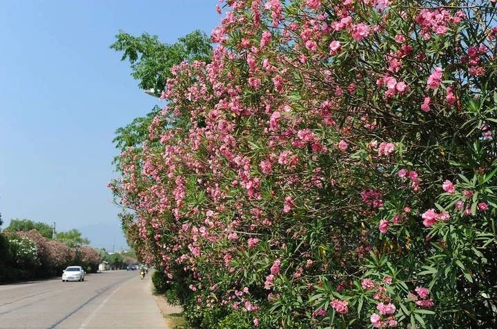 旅游误食野果的案例,吃了山上野果中毒