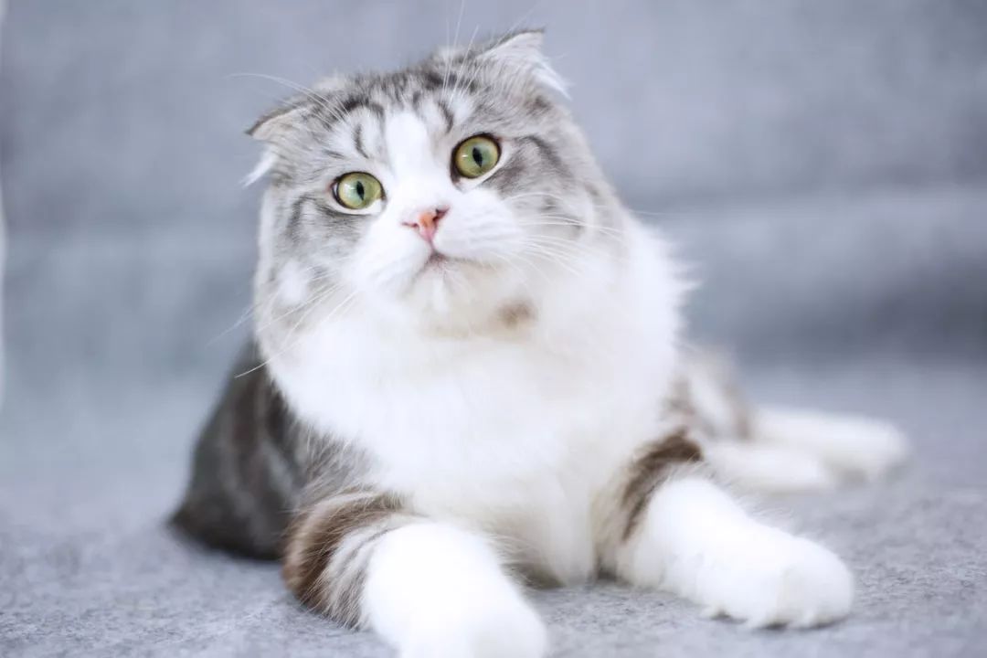 居家除湿除螨虫,居家螨虫克星彻底除螨