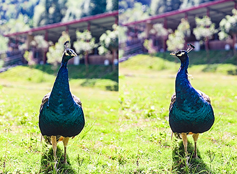 打卡中国第一高塔600米小蛮腰,打卡光明四大网红桥